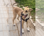 Small Photo #26 Labrador Retriever-Saluki Mix Puppy For Sale in Washington, DC, USA