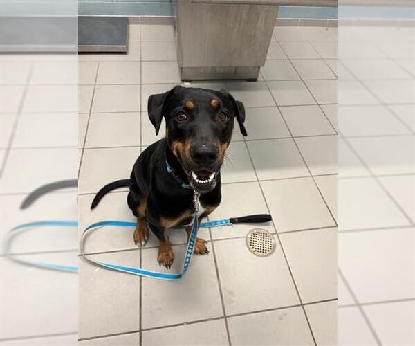 Medium Photo #1 Doberman Pinscher Puppy For Sale in Corpus Christi, TX, USA