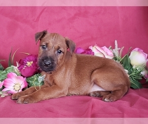 Irish Terrier Puppy for sale in WATERLOO, NY, USA