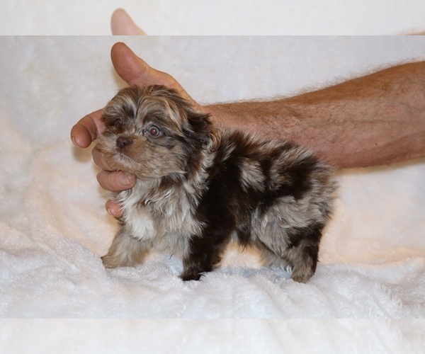 Medium Photo #15 ShihPoo Puppy For Sale in DYERSBURG, TN, USA