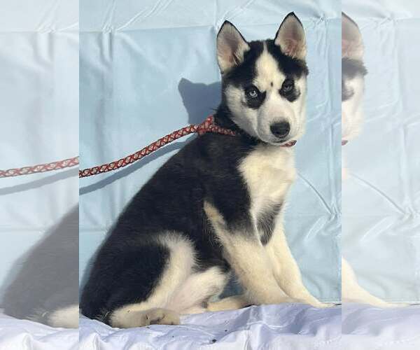 Medium Photo #2 Siberian Husky Puppy For Sale in HOPKINSVILLE/PRINCETON, KY, NH, USA