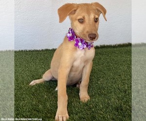 Grace - Female Labrador Retriever-Unknown Mix Dog for Adoption - Photo #3