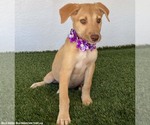Small Photo #3 Labrador Retriever-Unknown Mix Puppy For Sale in San Diego, CA, USA