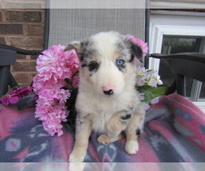 Border Collie Puppy for sale in FORT WAYNE, IN, USA