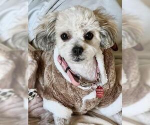 Mutt Dogs for adoption in Oakley, CA, USA