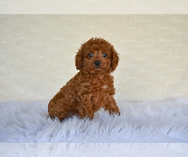 Medium Photo #4 Cock-A-Poo Puppy For Sale in MILLERSBURG, OH, USA