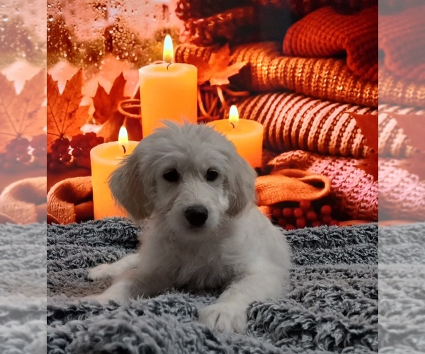 Medium Photo #2 Goldendoodle Puppy For Sale in BARK RIVER, MI, USA