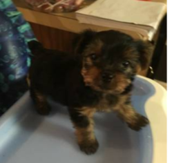 Yorkshire Terrier Puppy for sale in CANTONMENT, FL, USA