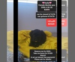 Image preview for Ad Listing. Nickname: Stella