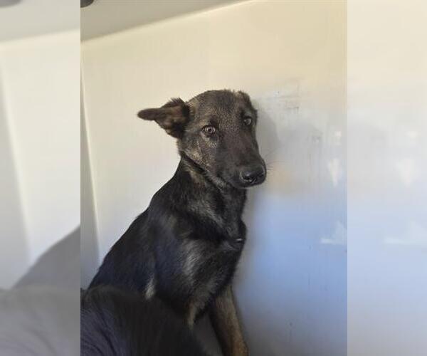 Medium Photo #1 German Shepherd Dog Puppy For Sale in Houston, TX, USA