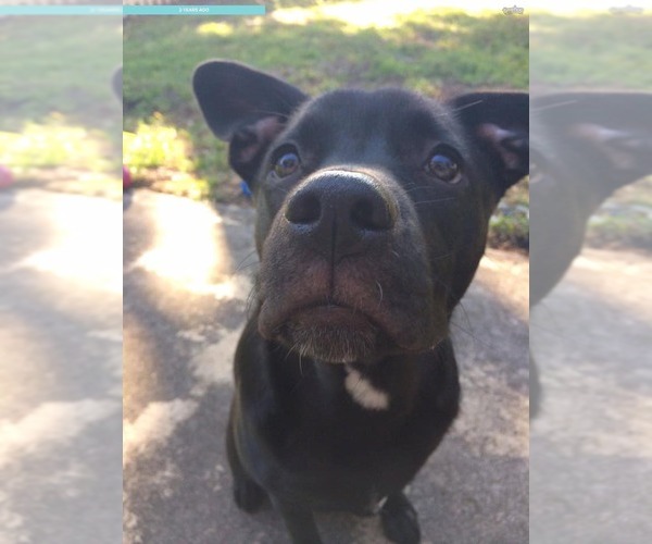 Medium Photo #54 Labrador Retriever-Unknown Mix Puppy For Sale in Pompano Beach , FL, USA
