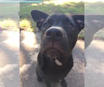 Small #53 Labrador Retriever Mix