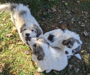 Great Pyrenees Puppy for Sale in ALTAVISTA, Virginia USA