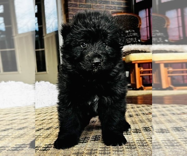 Medium Photo #1 German Shepherd Dog Puppy For Sale in GADSDEN, AL, USA