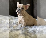 Small Photo #1 French Bulldog Puppy For Sale in ORANGE, CA, USA