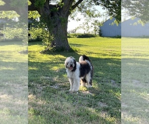 Sheepadoodle Puppy for sale in PRESCOTT, IA, USA