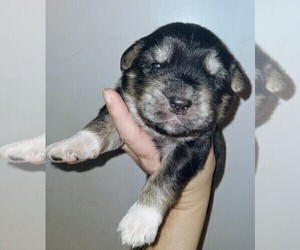 Goberian Puppy for sale in HEBRON, NE, USA