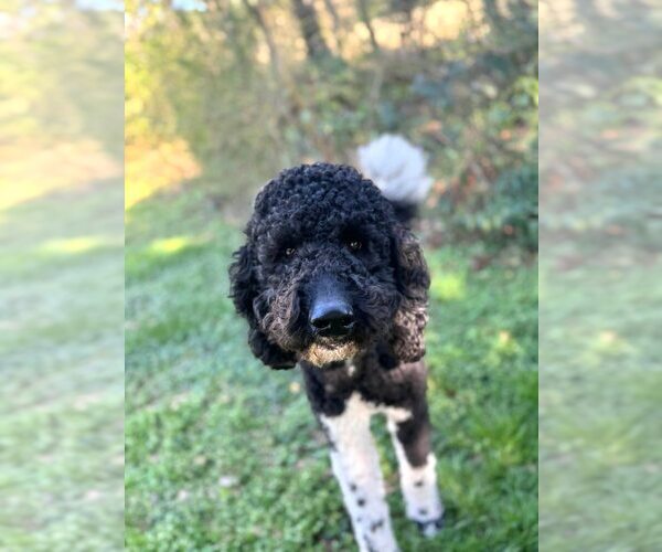 Medium Photo #6 Golden Retriever Puppy For Sale in New York, NY, USA