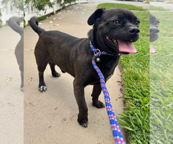 Medium Photo #1 Pug-Unknown Mix Puppy For Sale in Newport Beach, CA, USA