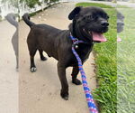 Small Pug Mix