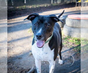 AC - Donny - Male Lab-Pointer Dog for Adoption - Photo #8