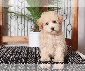 Poochon Puppy for sale in NAPLES, FL, USA