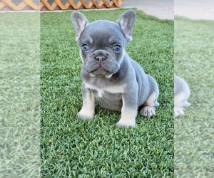 French Bulldog Puppy for sale in HESPERIA, CA, USA