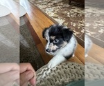 Small #13 Australian Shepherd