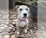 Small #1 Boxer Mix