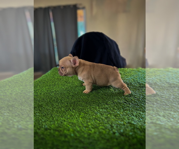 Medium Photo #3 French Bulldog Puppy For Sale in APPLE VALLEY, CA, USA