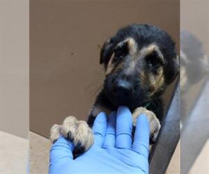 German Shepherd Dog Dogs for adoption in Martinez, CA, USA