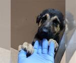 Small German Shepherd Dog