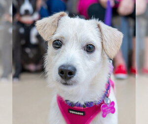 Mae Mae - Female Mutt Dog for Adoption - Photo #4