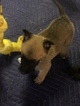 Small Photo #12 Belgian Malinois-Dutch Shepherd Dog Mix Puppy For Sale in BRIGHTON, TN, USA