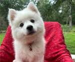 Puppy 1 Miniature American Eskimo