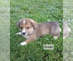Puppy Luke Green Pembroke Welsh Corgi