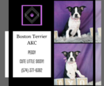 Small #8 Boston Terrier