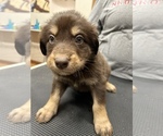 Small Photo #14 Aussiedoodle Puppy For Sale in INDIANAPOLIS, IN, USA