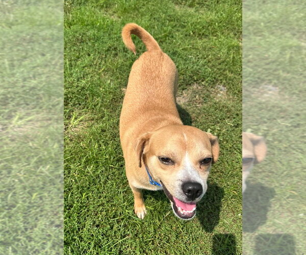 Medium Photo #2 Puggle Puppy For Sale in South Bend, IN, USA