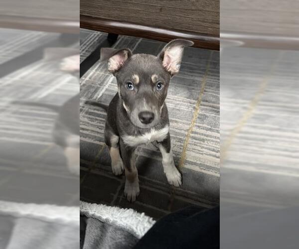 Medium Photo #1 Gerberian Shepsky Puppy For Sale in San Antonio, TX, USA