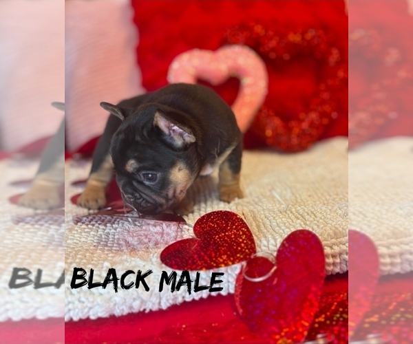Medium Photo #2 French Bulldog Puppy For Sale in DEER PARK, NY, USA