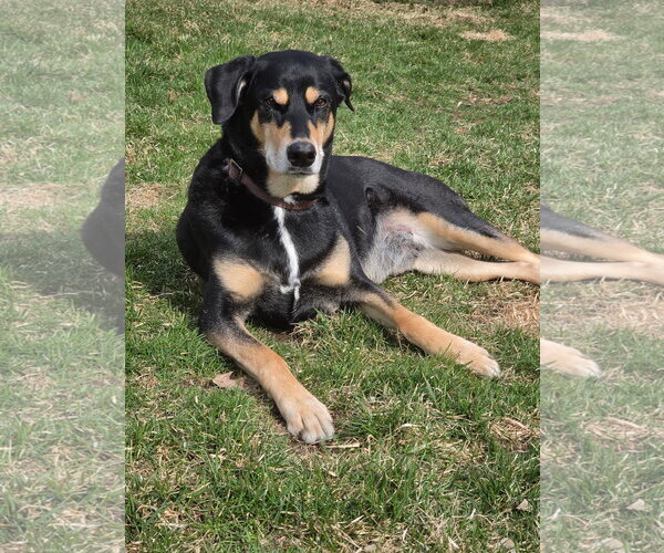 Medium Photo #4 Doberman Pinscher-Siberian Husky Mix Puppy For Sale in Minneaoplis, MN, USA