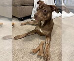 Small Photo #2 Doberman Pinscher-Unknown Mix Puppy For Sale in Lake Wylie, SC, USA