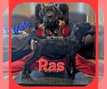 Puppy Ras America Bandogge Mastiff-Cane Corso Mix