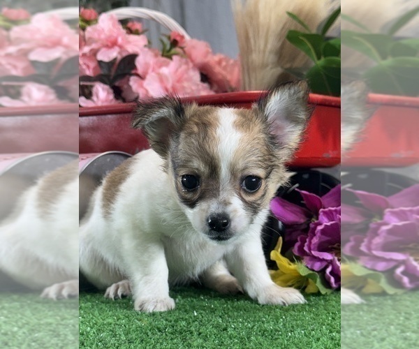 Medium Photo #5 Chihuahua Puppy For Sale in CANOGA, NY, USA