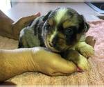 Small Photo #10 Miniature Australian Shepherd Puppy For Sale in VACAVILLE, CA, USA