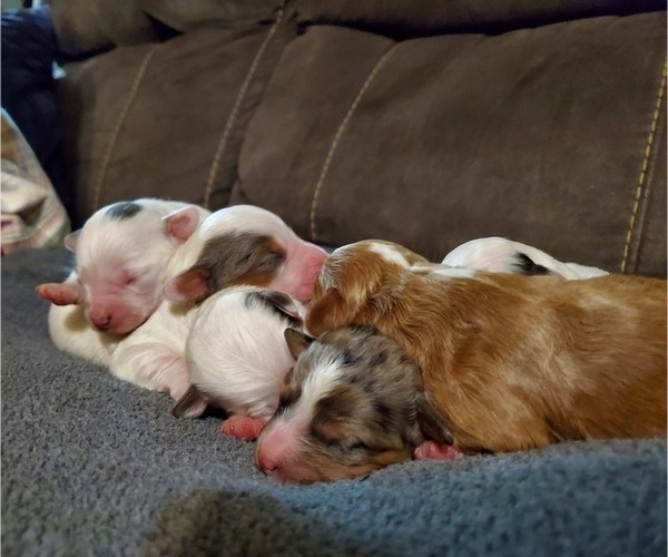 Medium Photo #3 Bernedoodle (Miniature) Puppy For Sale in LEETONIA, OH, USA