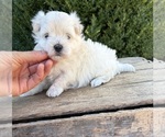 Small #3 Maltese