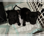 Small #5 Labrador Retriever Mix