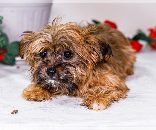 Medium Photo #4 Shorkie Tzu Puppy For Sale in WAKARUSA, IN, USA